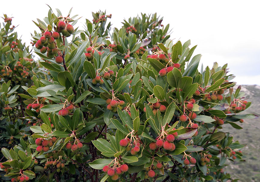Arbutus unedo - Westlicher Erdbeerbaum - strawberry tree - - Macchie - Macchia Arbutus unedo - Westlicher Erdbeerbaum - strawberry tree - - Macchie - Macchia