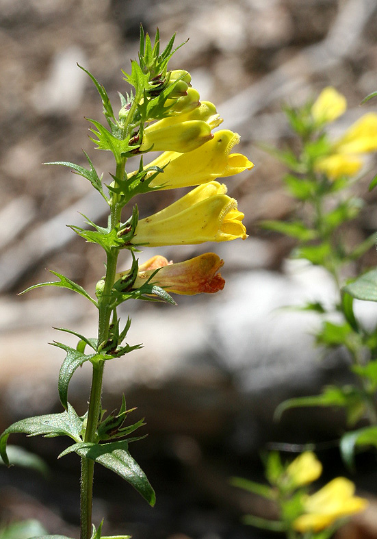 Melampyrum pratense - Wiesen-Wachtelweizen - Fam. Scrophulariaceae - Wald - forest Melampyrum pratense - Wiesen-Wachtelweizen - Fam. Scrophulariaceae - Wald - forest