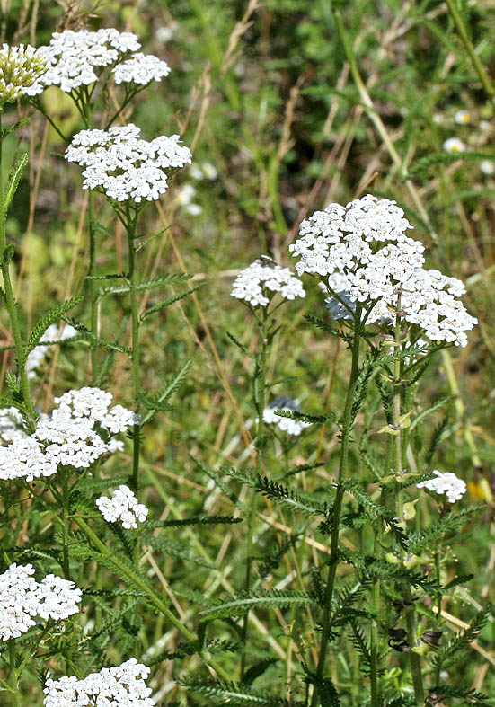 Achillea millefolium - Wiesen-Schafgarbe - Fam. Asteraceae - Wiesen - meadows Achillea millefolium - Wiesen-Schafgarbe - Fam. Asteraceae - Wiesen - meadows