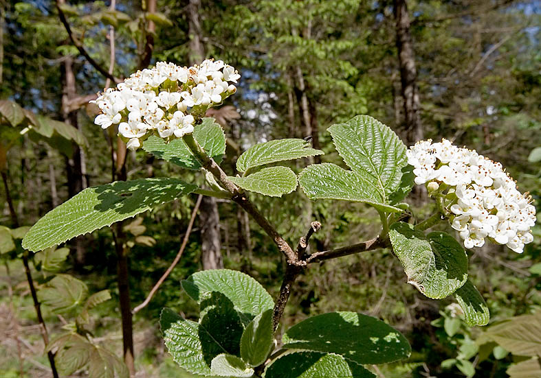 Viburnum lantana - Wolliger Schneeball - Fam. Caprifoliaceae - Wald - forest Viburnum lantana - Wolliger Schneeball - Fam. Caprifoliaceae - Wald - forest
