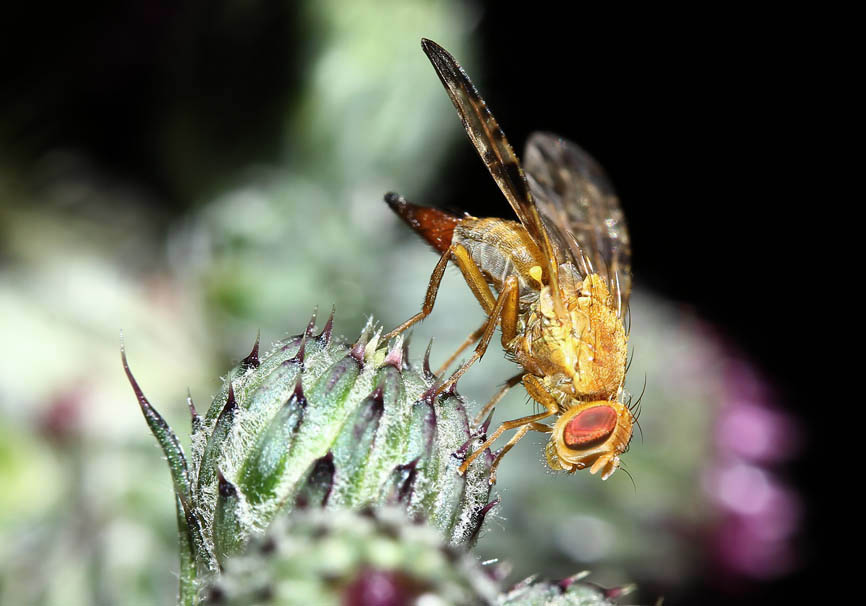 Xyphosia cf. miliaria - Bohrfliege - Fam. Tephritidae - Bohrfliegen - Brachycera (Fliegenartige) - Schizophora - muscoids Xyphosia cf. miliaria - Bohrfliege - Fam. Tephritidae - Bohrfliegen - Brachycera (Fliegenartige) - Schizophora - muscoids
