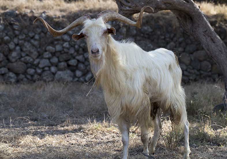 Ziegenbock - Nisyros - Haustiere - domestic animals Ziegenbock - Nisyros - Haustiere - domestic animals