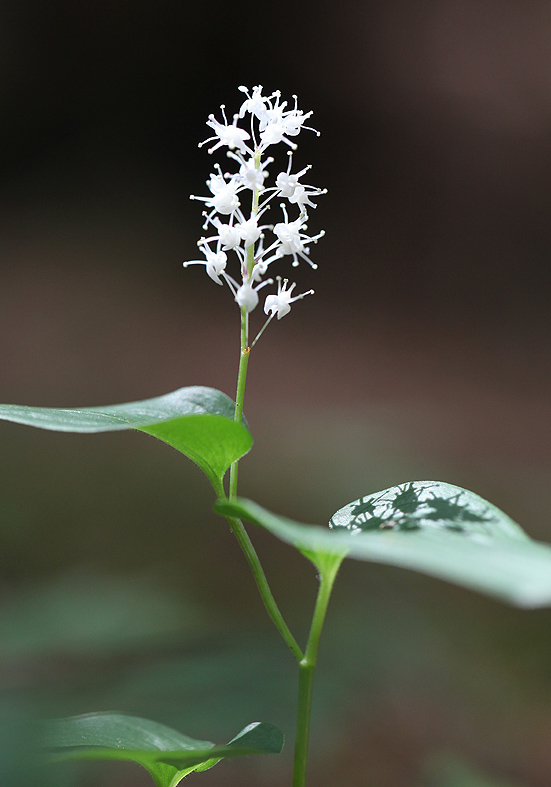 Maianthemum bifolium - Zweiblättrige Schattenblume - Fam. Liliaceae - Wald - forest Maianthemum bifolium - Zweiblättrige Schattenblume - Fam. Liliaceae - Wald - forest
