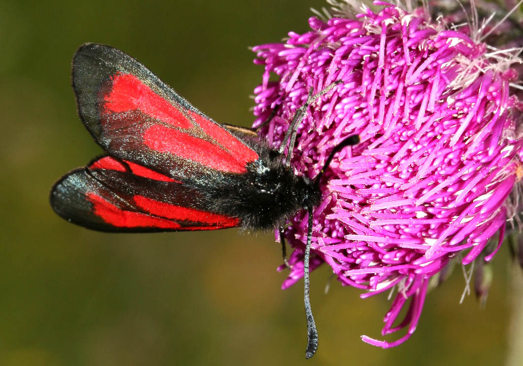 Zygaena purpuralis - Thymianwidderchen - - Zygaenidae - Widderchen - burnet moths Zygaena purpuralis - Thymianwidderchen - - Zygaenidae - Widderchen - burnet moths