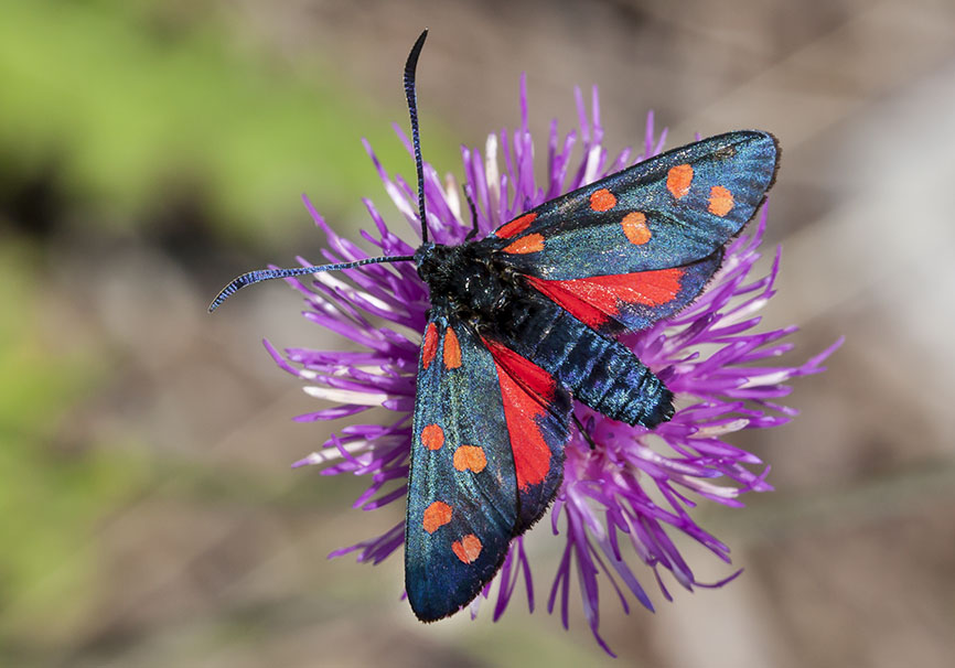 Zygaena transalpina - Hufeisenklee-Widderchen - - Zygaenidae - Widderchen - burnet moths Zygaena transalpina - Hufeisenklee-Widderchen - - Zygaenidae - Widderchen - burnet moths
