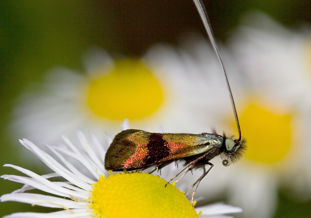Nemophora fasciella - Fam. Adelidae - Langhornmotten -