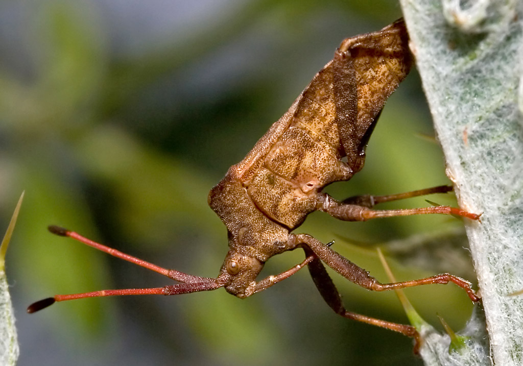 Coreus marginatus - Lederwanze - Fam. Coreidae - Randwanzen - Heteroptera - Wanzen - true bugs Coreus marginatus - Lederwanze - Fam. Coreidae - Randwanzen - Heteroptera - Wanzen - true bugs