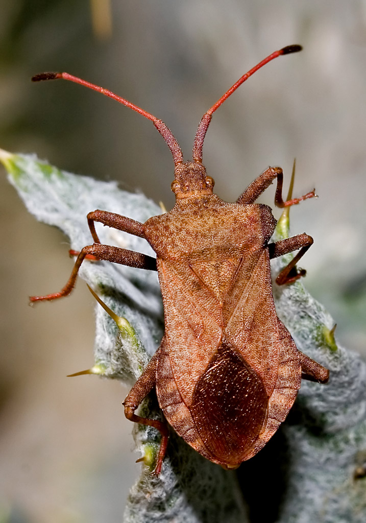 Coreus marginatus - Lederwanze - Fam. Coreidae - Randwanzen - Heteroptera - Wanzen - true bugs Coreus marginatus - Lederwanze - Fam. Coreidae - Randwanzen - Heteroptera - Wanzen - true bugs