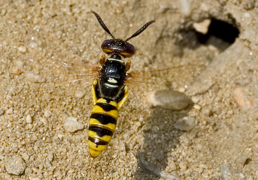 Philantus triangulum - Bienenwolf - - Spheciformes - Grabwespen - thread-waisted wasps Philantus triangulum - Bienenwolf - - Spheciformes - Grabwespen - thread-waisted wasps