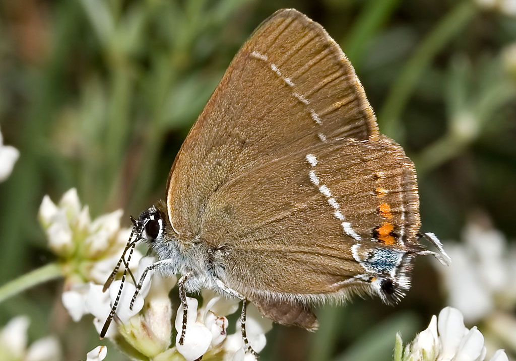 Satyrium spini - Kreuzdornzipfelfalter - - Lycaenidae - Bläulinge - gossamer-winged butterflies Satyrium spini - Kreuzdornzipfelfalter - - Lycaenidae - Bläulinge - gossamer-winged butterflies