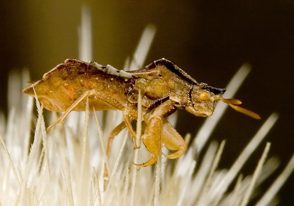 Phymata crassipes - Teufelchen - Fam. Phymatidae - Gespenstwanzen - Heteroptera - Wanzen - true bugs