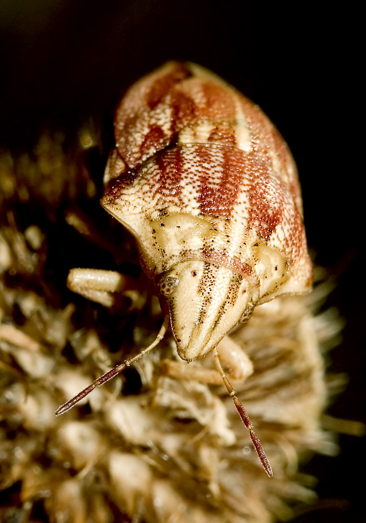 Odontotarsus purpurolineatus - Fam. Scutelleridae - Schildwanzen - Heteroptera - Wanzen - true bugs Odontotarsus purpurolineatus - Fam. Scutelleridae - Schildwanzen - Heteroptera - Wanzen - true bugs
