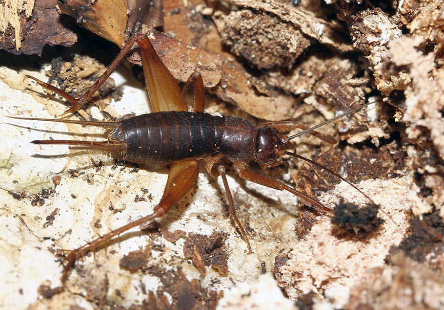 ?? Ovaloptila krueperi - Fam. Gryllidae - Parnassus - Mittelgriechenland - Ensifera - weitere Familien - other families ?? Ovaloptila krueperi - Fam. Gryllidae - Parnassus - Mittelgriechenland - Ensifera - weitere Familien - other families