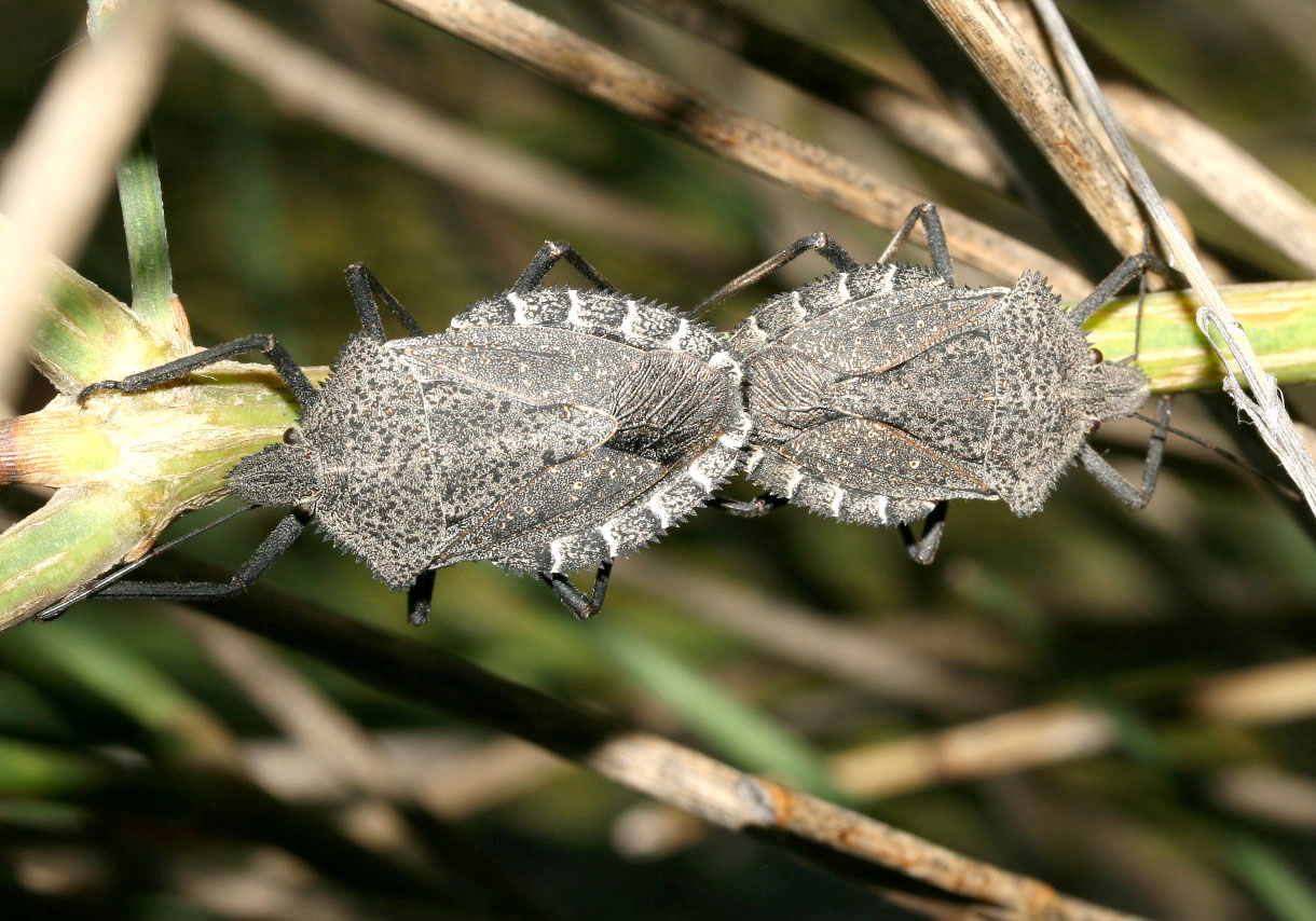 Mustha spinosula - Fam. Pentatomidae  -  Samos - Heteroptera - Wanzen - true bugs