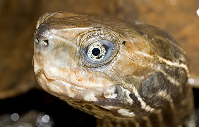 Mauremys rivulata - Ostmediterrane Bachschildkröte - Ikaria - Chelonii - Schildkröten - turtles, tortoises Mauremys rivulata - Ostmediterrane Bachschildkröte - Ikaria - Chelonii - Schildkröten - turtles, tortoises