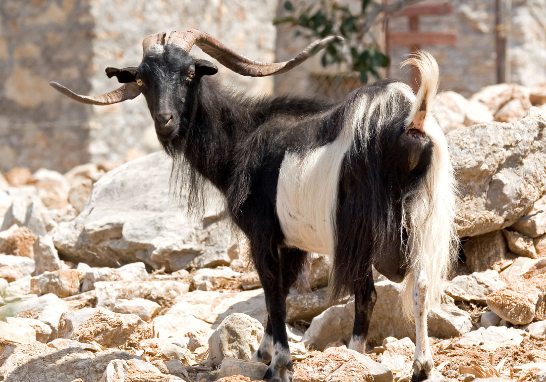 Ziege - Symi - Haustiere - domestic animals Ziege - Symi - Haustiere - domestic animals