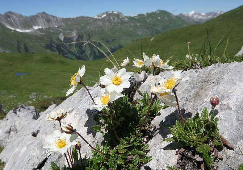 Dryas octopetala - Silberwurz - Rosaceae - Felsspalten - rock crevices Dryas octopetala - Silberwurz - Rosaceae - Felsspalten - rock crevices