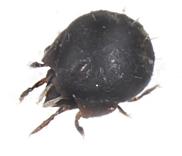 Eupelops sp. - Ordnung: Oribatida - Hornmilben - Acari - Milben - mites Eupelops sp. - Ordnung: Oribatida - Hornmilben - Acari - Milben - mites