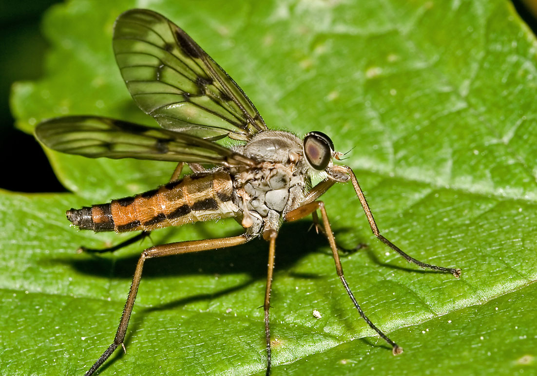 Rhagio cf. scolopaceus - Schnepfenfliegen - Fam. Rhagionidae - Schnepfenfliegen - Brachycera (Fiegenartige) - Orthorrhapha Rhagio cf. scolopaceus - Schnepfenfliegen - Fam. Rhagionidae - Schnepfenfliegen - Brachycera (Fiegenartige) - Orthorrhapha