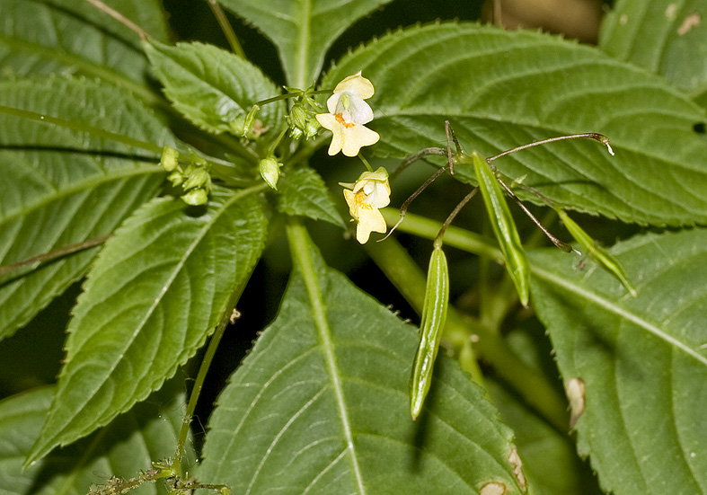 Impatiens parviflora - kleines Springkraut - Fam. Balsaminaceae - Neophyten - neophytes Impatiens parviflora - kleines Springkraut - Fam. Balsaminaceae - Neophyten - neophytes
