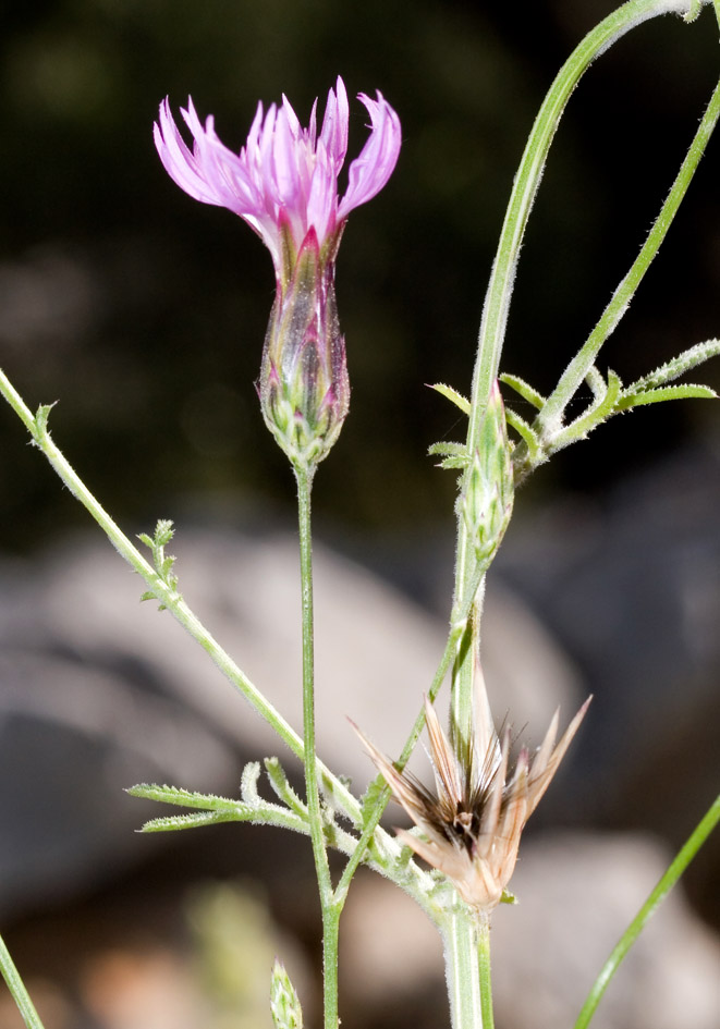 Crupina crupinastrum - Echter Schlupfsame - - Gras- und Felsfluren - grassy and rocky terrains Crupina crupinastrum - Echter Schlupfsame - - Gras- und Felsfluren - grassy and rocky terrains