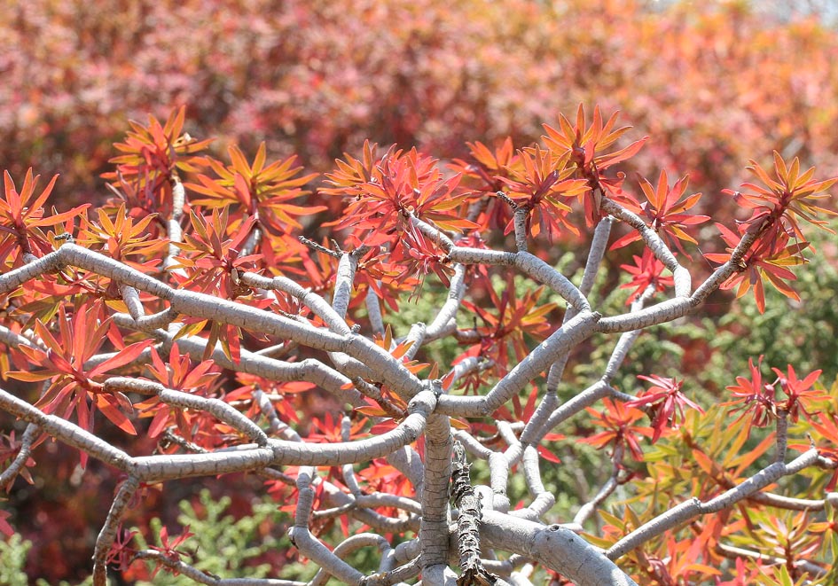 Euphorbia dendroides - Baumartige Wolfsmilch - tree spurge - - Phrygana Euphorbia dendroides - Baumartige Wolfsmilch - tree spurge - - Phrygana