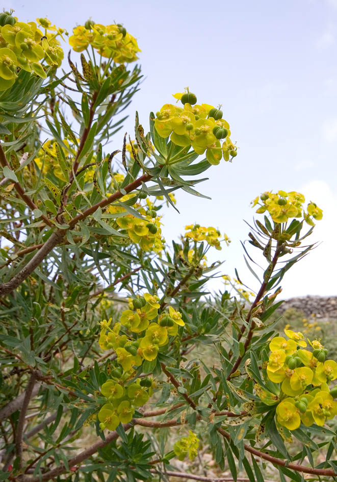 Euphorbia dendroides - Baumartige Wolfsmilch - tree spurge - - Phrygana Euphorbia dendroides - Baumartige Wolfsmilch - tree spurge - - Phrygana
