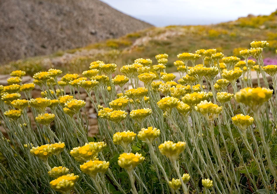 Helichrysum stoechas - Mittelmeer-Strohblume - - Gras- und Felsfluren - grassy and rocky terrains Helichrysum stoechas - Mittelmeer-Strohblume - - Gras- und Felsfluren - grassy and rocky terrains