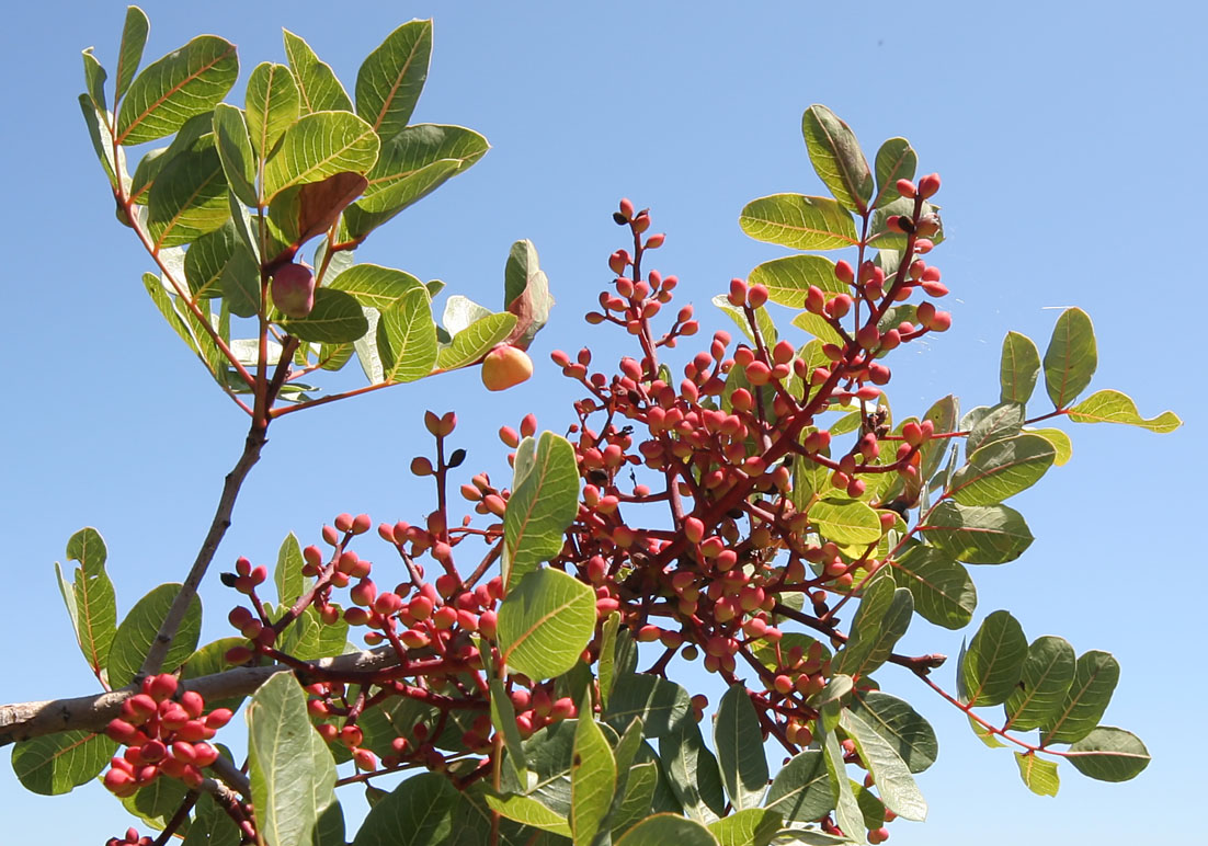 Pistacia terebinthus - Terpentin-Pistazie - turpentine tree - - Macchie - Macchia Pistacia terebinthus - Terpentin-Pistazie - turpentine tree - - Macchie - Macchia